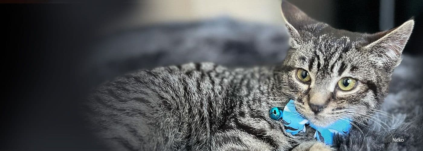 Advocating for Animal Welfare and Compassionate Care